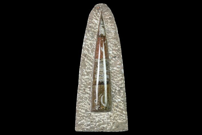 Fossil Orthoceras Sculpture - Tall - Morocco #136413